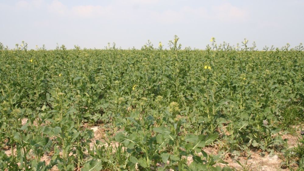Les parcelles de colza affichent des stades bien différents même au sein d'une même région en ce début de printemps. (©Terre-net Média)
