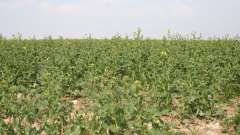 Les parcelles de colza affichent des stades bien différents même au sein d'une même région en ce début de printemps. (©Terre-net Média)