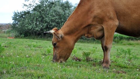 Le pourcentage de trèfle dans une prairie (peuplement) est différent du nombre de graines semées. Mieux vaut éviter de dépasser un peuplement de plus de 50 % de trèfle dans une pâture. (©Terre-net Média) Le pourcentage de trèfle dans une prairie (peuplement) est différent du nombre de graines semées. Mieux vaut éviter de dépasser un peuplement de plus de 50 % de trèfle dans une pâture. (©Terre-net Média)