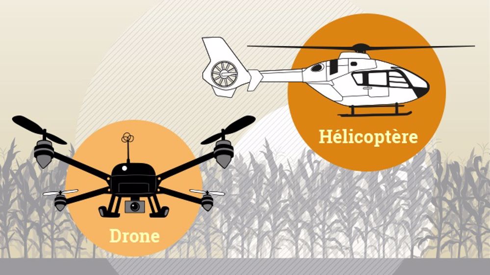 Epandage aérien de trichogrammes : au choix par hélico ou par drone ? (©Terre-net Média) 