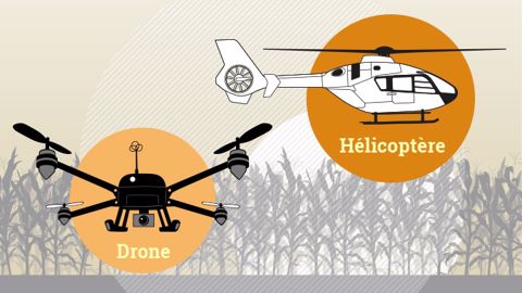 Epandage aérien de trichogrammes : au choix par hélico ou par drone ? (©Terre-net Média) 