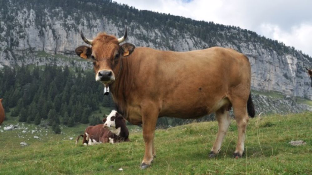 Vache tarine dans les alpages. (©Terre-net Média)
