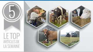 Top articles de la semaine sur Web-agri (©Terre-net Média) Top articles de la semaine sur Web-agri (©Terre-net Média)