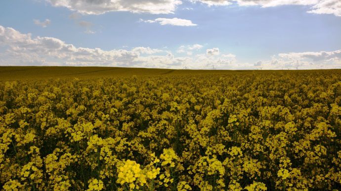 Parcelle de colza en floraison.