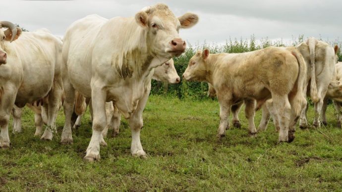 Bovins viande