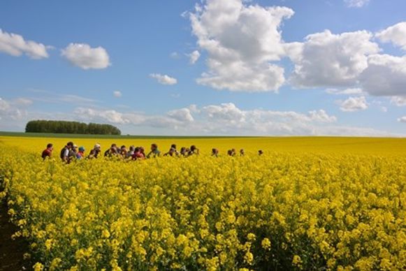 Tour de plaine en colza