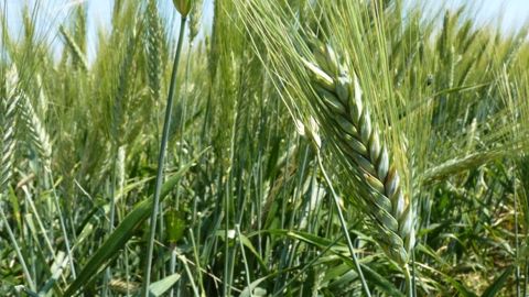 Selon le service statistique du ministère de l'Agriculture, les surfaces semées en blé dur sont en hausse de 10 % en 2015. (©Terre-net Média)