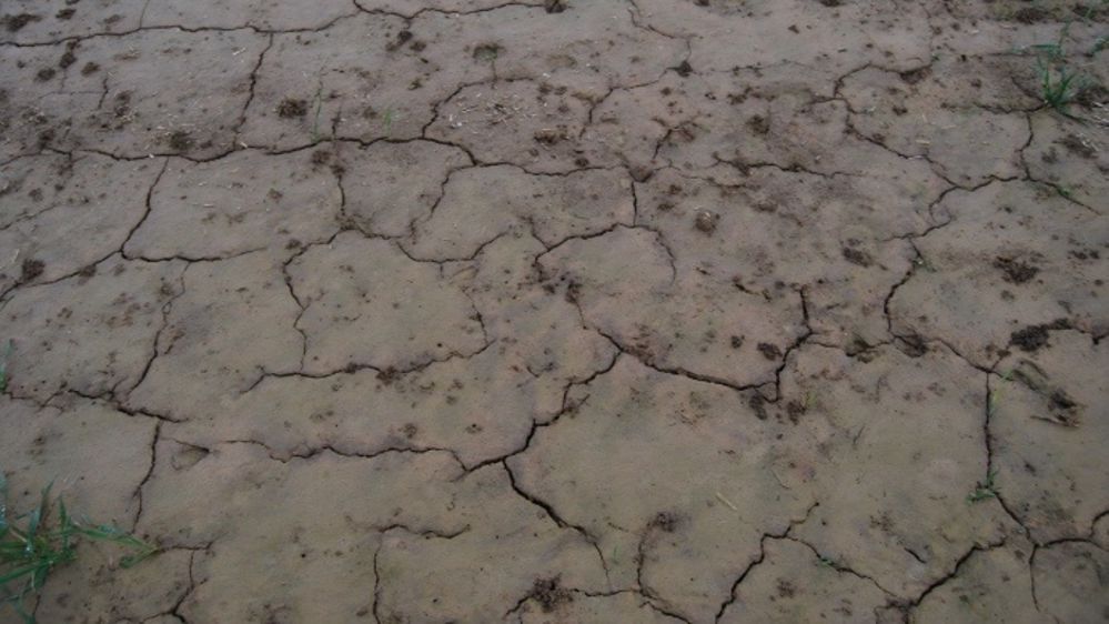 L'Australie pourrait être victime cette année de la sécheresse. (©Terre-net Média)