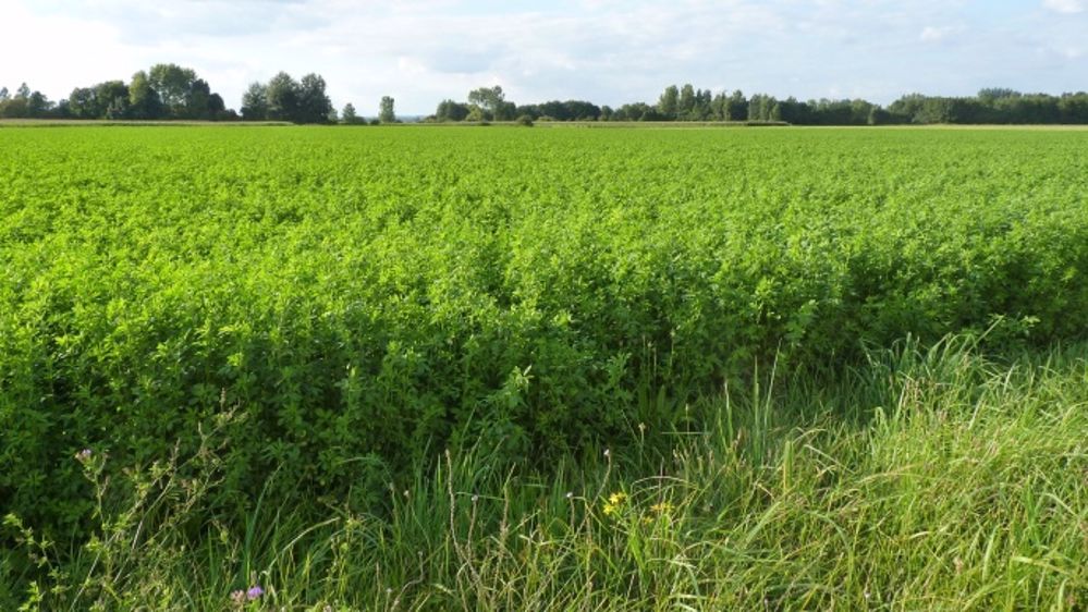 Même au bout de huit ans, une parcelle en luzerne restera considérée comme une terre arable, et non une prairie permanente. (©Terre-net Média)