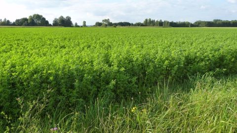 Même au bout de huit ans, une parcelle en luzerne restera considérée comme une terre arable, et non une prairie permanente. (©Terre-net Média)