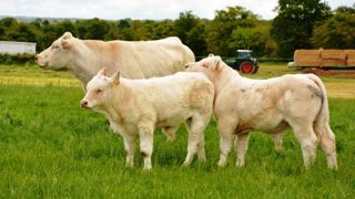 En production bovine, quelques espoirs existent vers la Turquie et la Chine pour exporter davantage d’animaux dans les prochains mois. (©Terre-net Média) En production bovine, quelques espoirs existent vers la Turquie et la Chine pour exporter davantage d’animaux dans les prochains mois. (©Terre-net Média)
