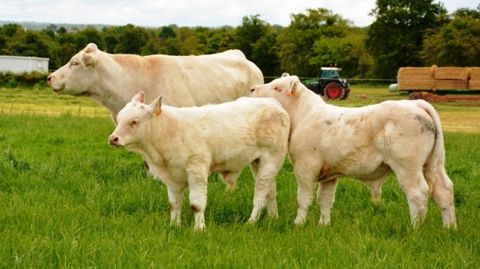 En production bovine, quelques espoirs existent vers la Turquie et la Chine pour exporter davantage d’animaux dans les prochains mois. (©Terre-net Média) En production bovine, quelques espoirs existent vers la Turquie et la Chine pour exporter davantage d’animaux dans les prochains mois. (©Terre-net Média)