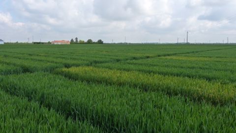 Avant les résultats des essais 2015, vous pouvez déjà réfléchir à votre bouquet de variétés de blé pour les prochains semis. (©Terre-net Média)