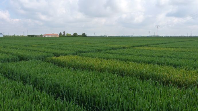 Essais de variétés de blé.
