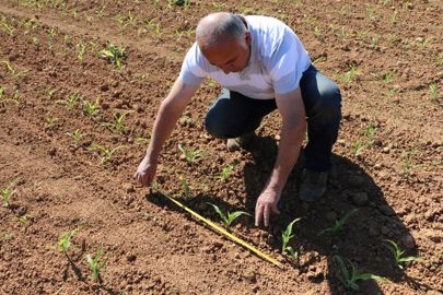 Olivier Arnaudon vérifie la qualité de la répartition des graines en quinconce. (©Terre-net Média)