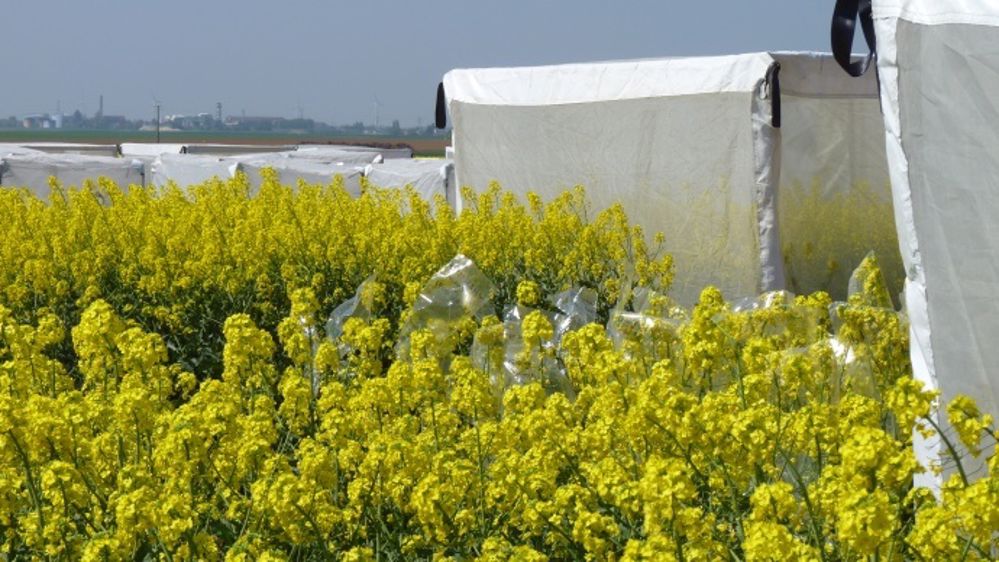 Les variétés issues de la sélection Dekalb couvrent la moitié des surfaces de colza en France.<br /><span class="FicheCadrePhoto center" style="display: inline !important;"><span class="FicheLegendePhoto" style="display: inline !important;">(©Terre-net Média)