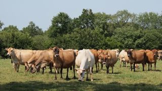 Une majorité des vaches vêlent en fin d'été car la ration distribuée est plus favorable à la lactation que le pâturage seul. (©<a target="_blank" href="http://www.lajersiaise.fr/">Jersiaise France</a>) Une majorité des vaches vêlent en fin d'été car la ration distribuée est plus favorable à la lactation que le pâturage seul. (©<a target="_blank" href="http://www.lajersiaise.fr/">Jersiaise France</a>)