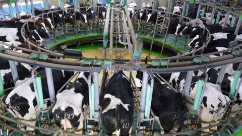 Pour le second semestre 2015, les producteurs de lait de la Fnpl réclament 30 €/1.000 l pour compenser l'effet ciseau prix-charges du premier semestre. (©Terre-net Média)