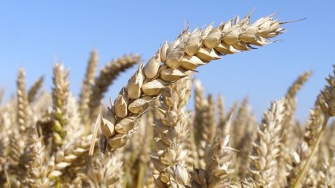 La production de blé devrait être stable à 23,6 Mt cette année en Australie. (©Terre-net Média)