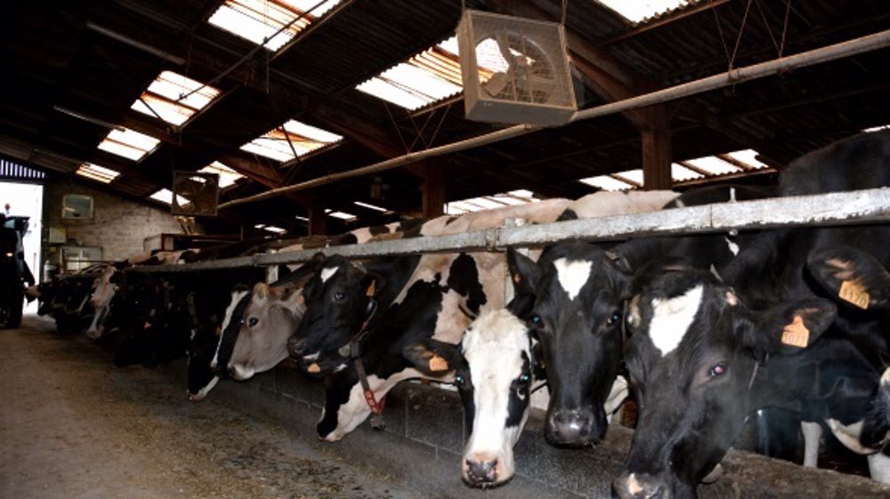 La ventilation du bâtiment aide les vaches à mieux supporter la chaleur et à évacuer l'humidité de l'air. (©Terre-net Média)