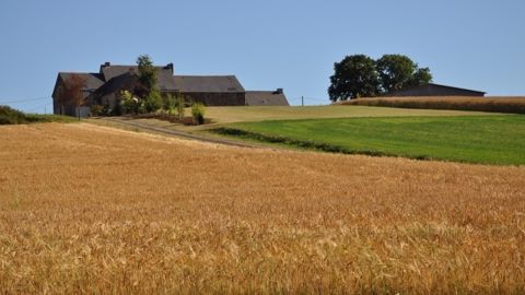 Les agriculteurs devront faire la demande avant le 20 août pour bénéficier d'un apport de trésorerie qui sera versé début octobre , et remboursé automatiquement lors du versement de aides Pac en décembre. (©Terre-net Média)