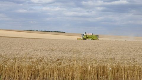 Les mauvaises herbes se gèrent aussi à la récolte. (©NCornec/Arvalis)