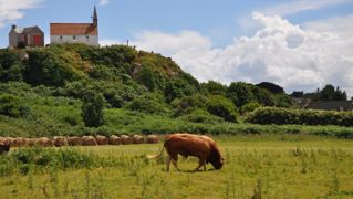 La priorité est de privilégier le pâturage des prairies de fauche, et de ne pas épuiser les réserves des graminées. (©Terre-net Média) La priorité est de privilégier le pâturage des prairies de fauche, et de ne pas épuiser les réserves des graminées. (©Terre-net Média)