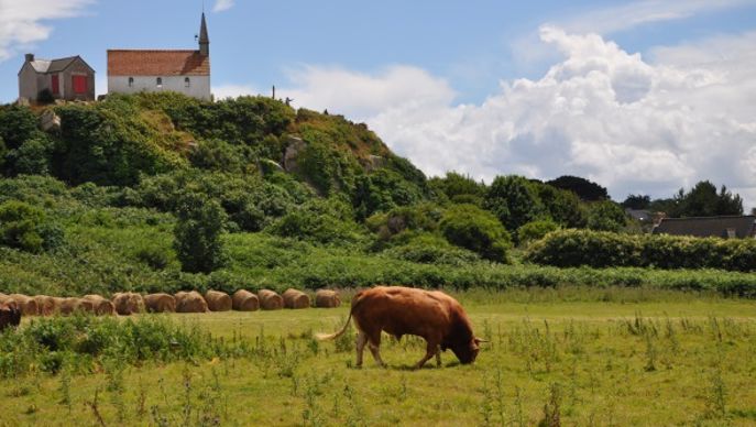 Paturage d'été
