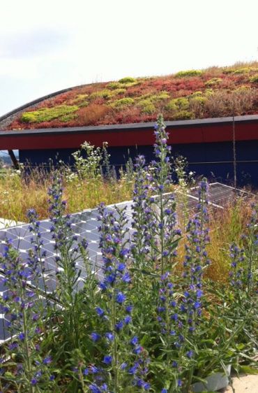 Le toit BioSolaire rompt avec la tradition de type monoculture des sedums <br />en réunissant végétaux et production d’énergie. (©Init environnement)