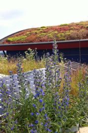 Le toit BioSolaire rompt avec la tradition de type monoculture des sedums <br />en réunissant végétaux et production d’énergie. (©Init environnement)