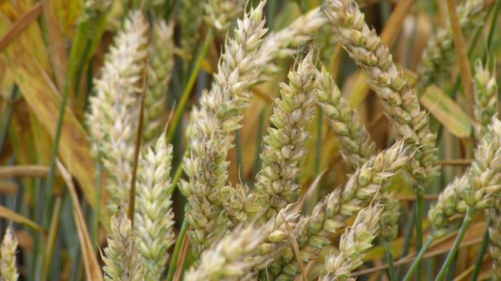Les producteurs redoutent un phénomène d'échaudage. (©Terre-net Média)