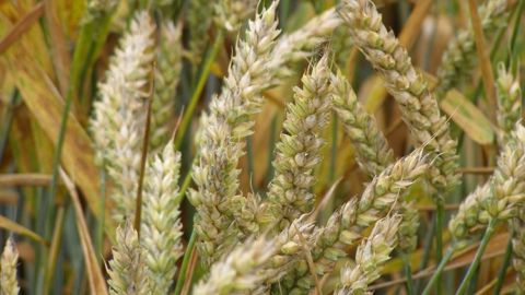 Les producteurs redoutent un phénomène d'échaudage. (©Terre-net Média)
