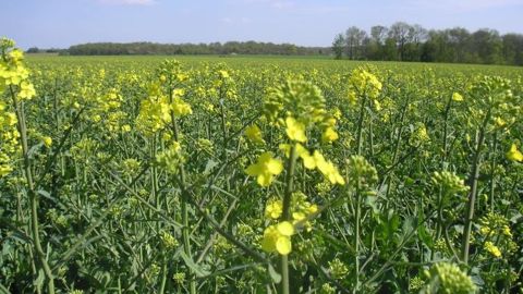  En 2015-2016, l’estimation de la production européenne de colza porte sur 22,1 Mt, soit un recul de 1,9 Mt par rapport à la récolte record de 2014. (©Terre-net Média)