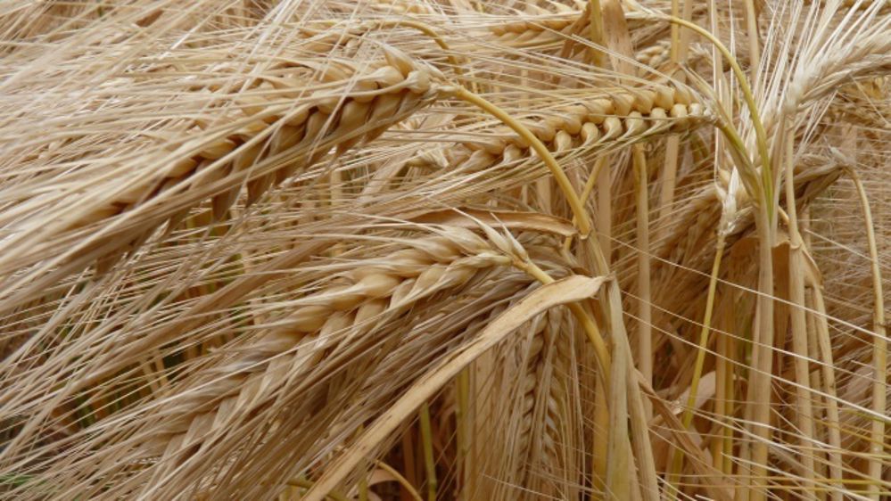 Le rendement moyen des orges devrait être identique à celui de l'an passé. (©Terre-net Média)