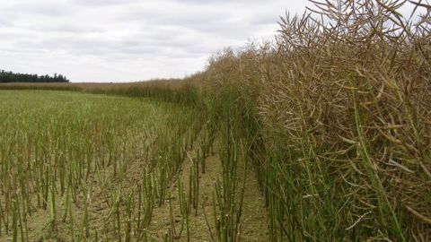 Trop de tiges encore vertes peuvent faire perdre jusqu'à 20 % de rendement. (©Terre-net Média)