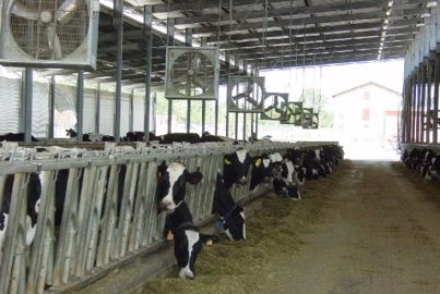 Ventilateurs vaches laitières Ventilateurs vaches laitières