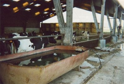 abreuvoir vaches laitières abreuvoir vaches laitières