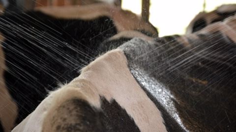 Aidez vos vaches à supporter la canicule
