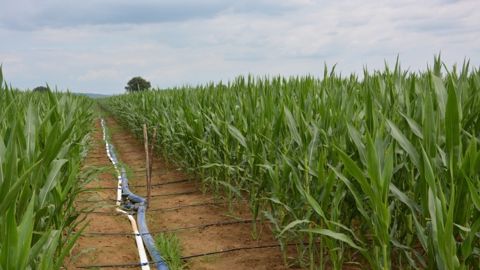 L'irrigation permet d'atténuer les effets d'un stress thermique. (©Terre-net Média)