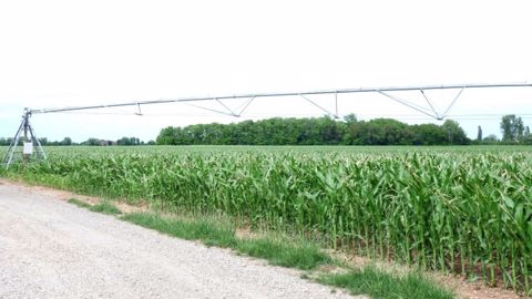 L'Usda a abaissé de 2,5 millions de tonnes la production américaine de maïs à 343,7 millions de tonnes. (©Terre-net Média)