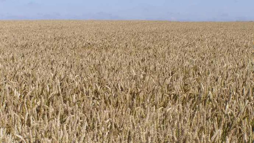 La production de blé canadienne est attendue en baisse de 1,5 million de tonnes. (©Terre-net Média)