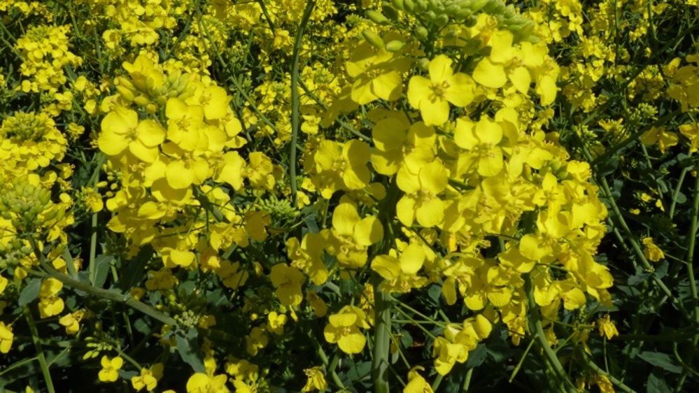 Euralis Semences a investi dans sa sélection colza et promet une nouvelle génération d'hybrides dès cette année. (©Terre-net Média)