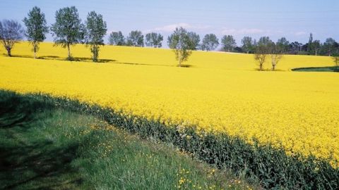 « Clearfield permet d’améliorer la compétitivité de la culture de colza par la réduction du nombre d’interventions herbicides de 35 %. » (©Basf)