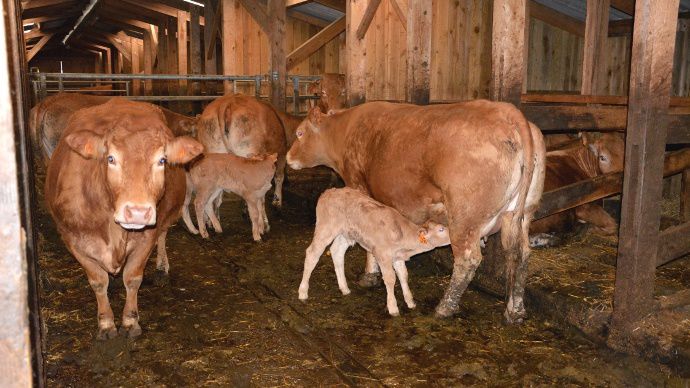Veaux maladie vaccination