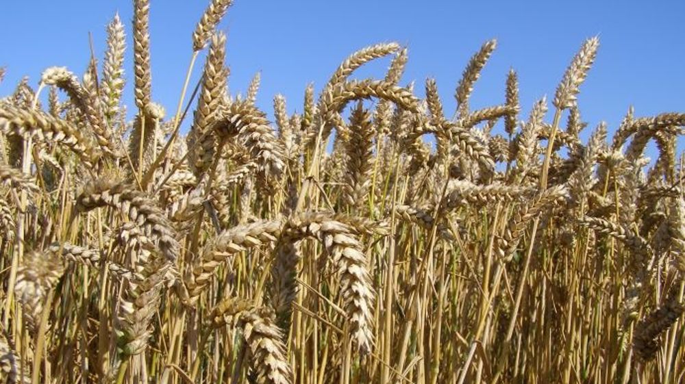 La production de blé australienne pourrait être victime de la sécheresse. (©Terre-net Média)