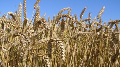 La production de blé australienne pourrait être victime de la sécheresse. (©Terre-net Média)
