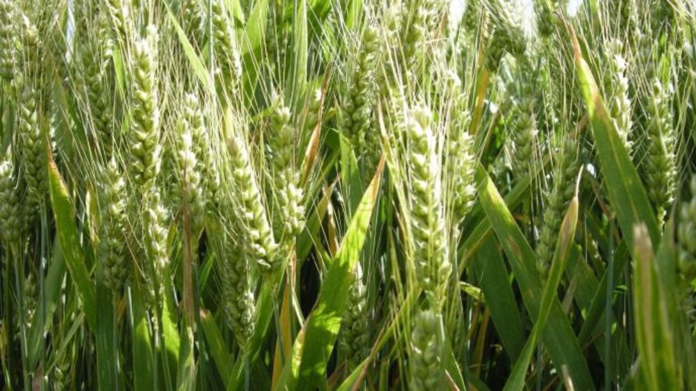 Caussade inscrit trois variétés de céréales dont un blé tendre barbu. (©Terre-net Média)
