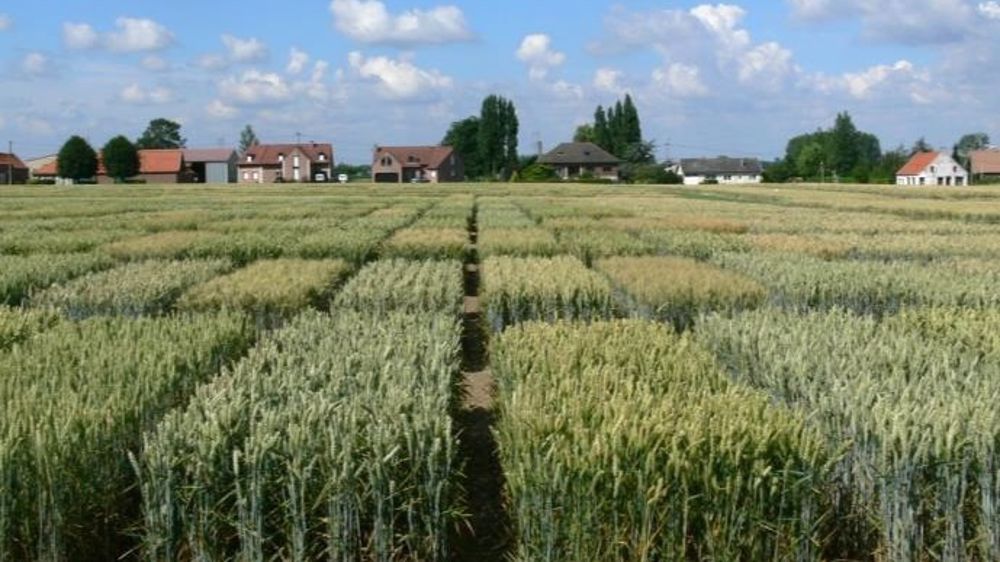 Parcelles de sélection de blé. (©Florimond Desprez)