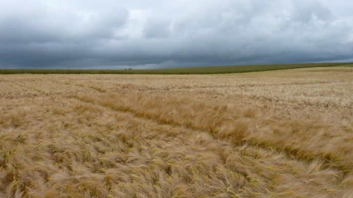 Parcelles d'essais de variétés d'orge