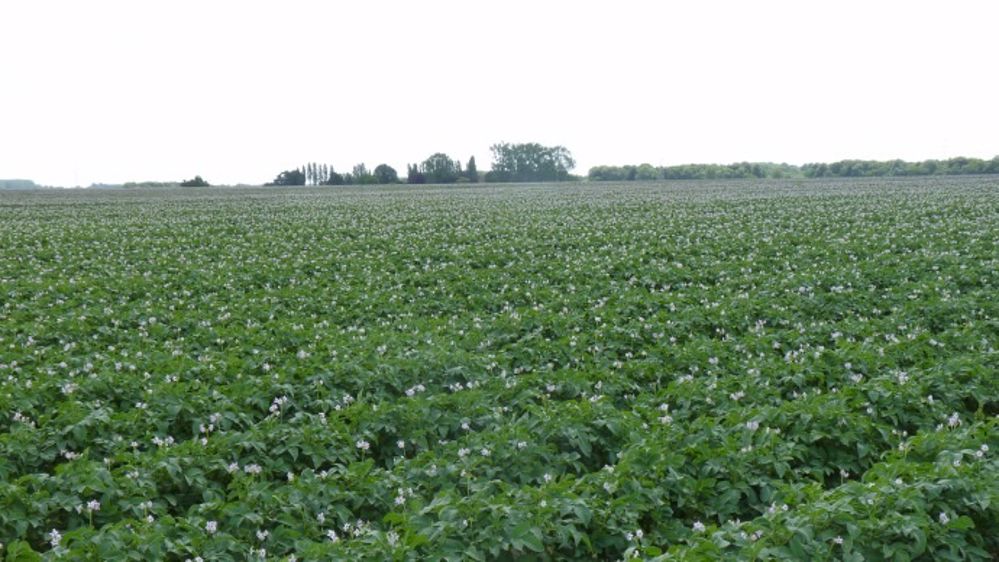 La production de pommes de terre au niveau européen devrait reculer de plus de 12 %. (©Terre-net Média)